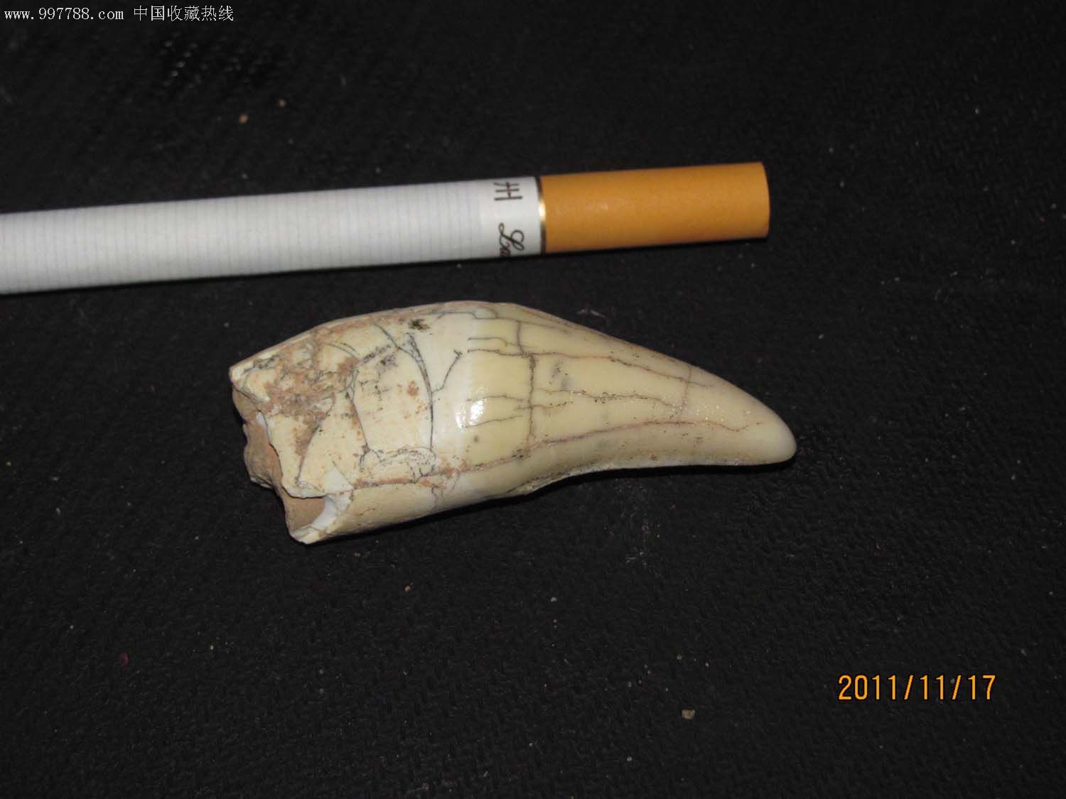 印度熊动物牙齿化石牙