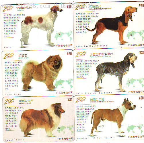 广东200卡世界名犬(狗)