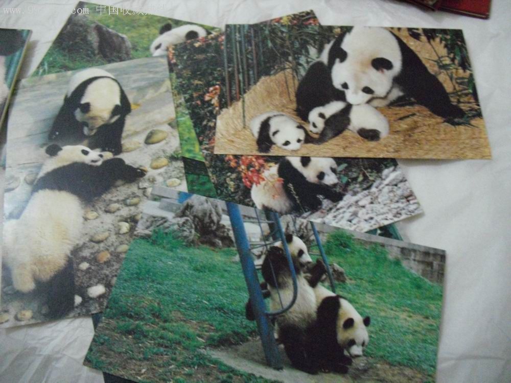 我爱大熊猫10张套见图