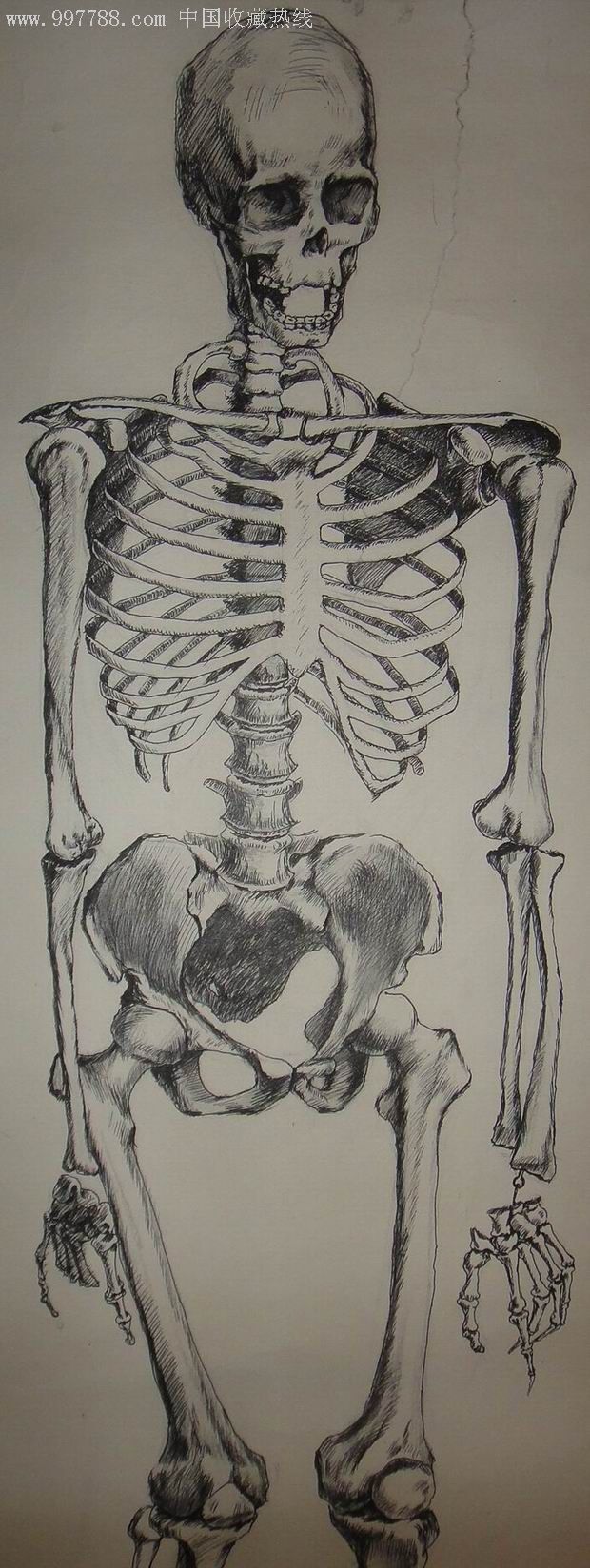 钢笔画原画;人体骨架