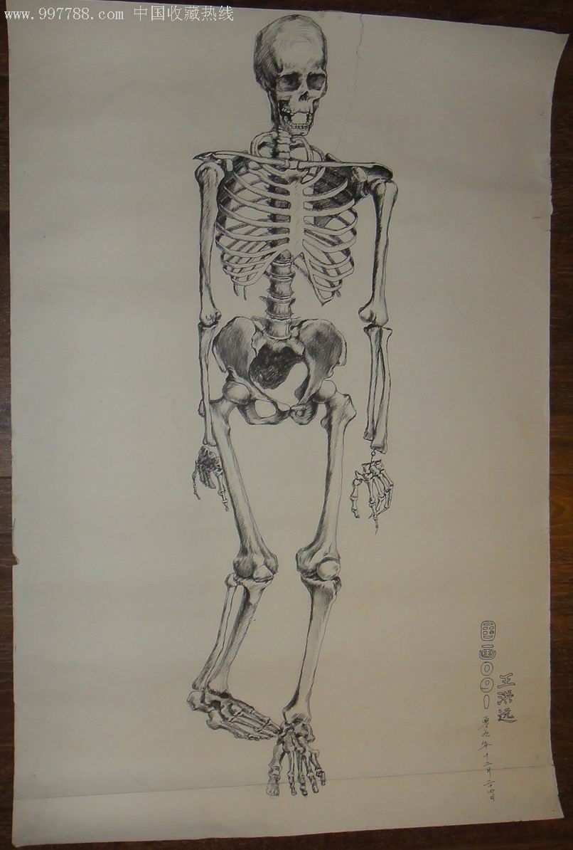 钢笔画原画;人体骨架