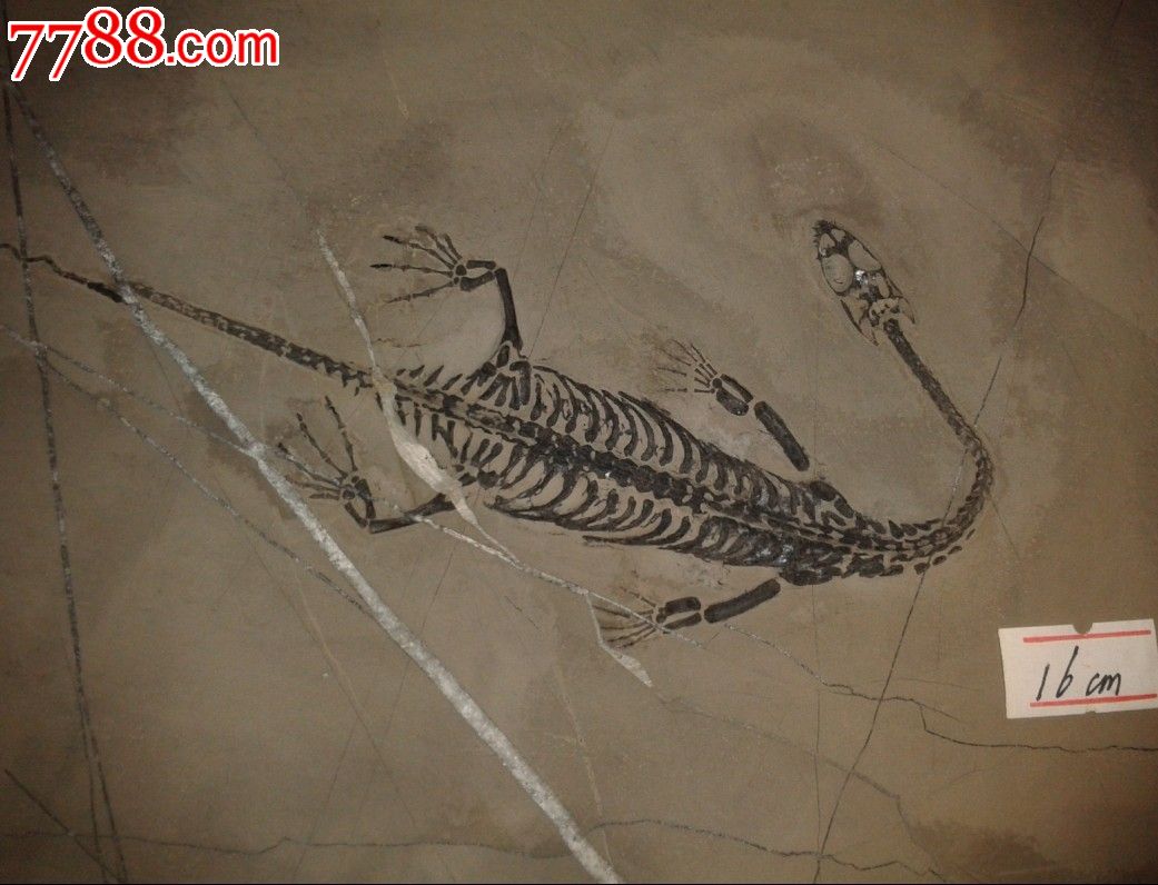 史前化石的标本画图片