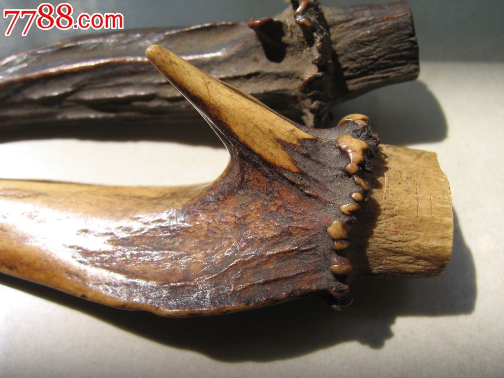 老麂子角两个.已售