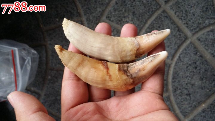 老件大猫牙两个长度100mm