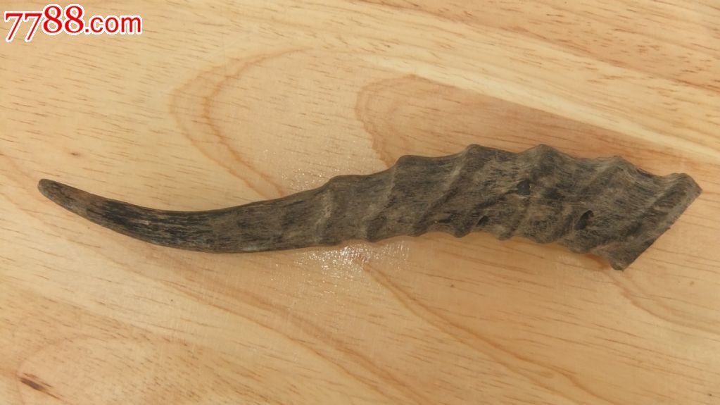 天然未雕琢兽角一个