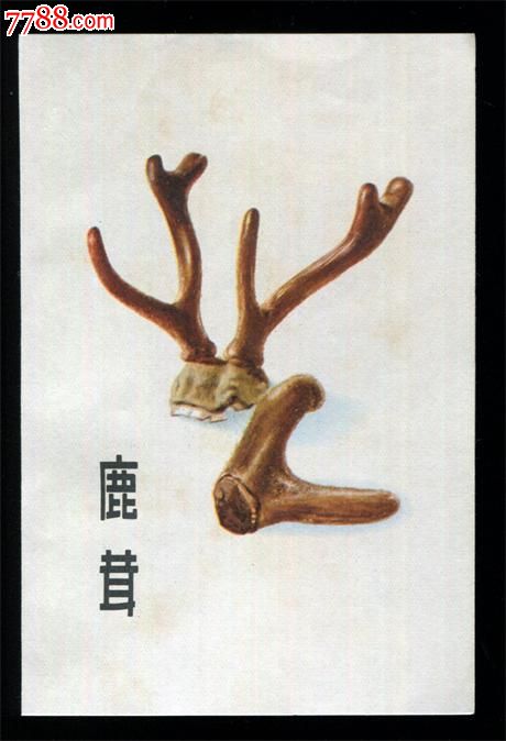【东北三宝之鹿茸画片】