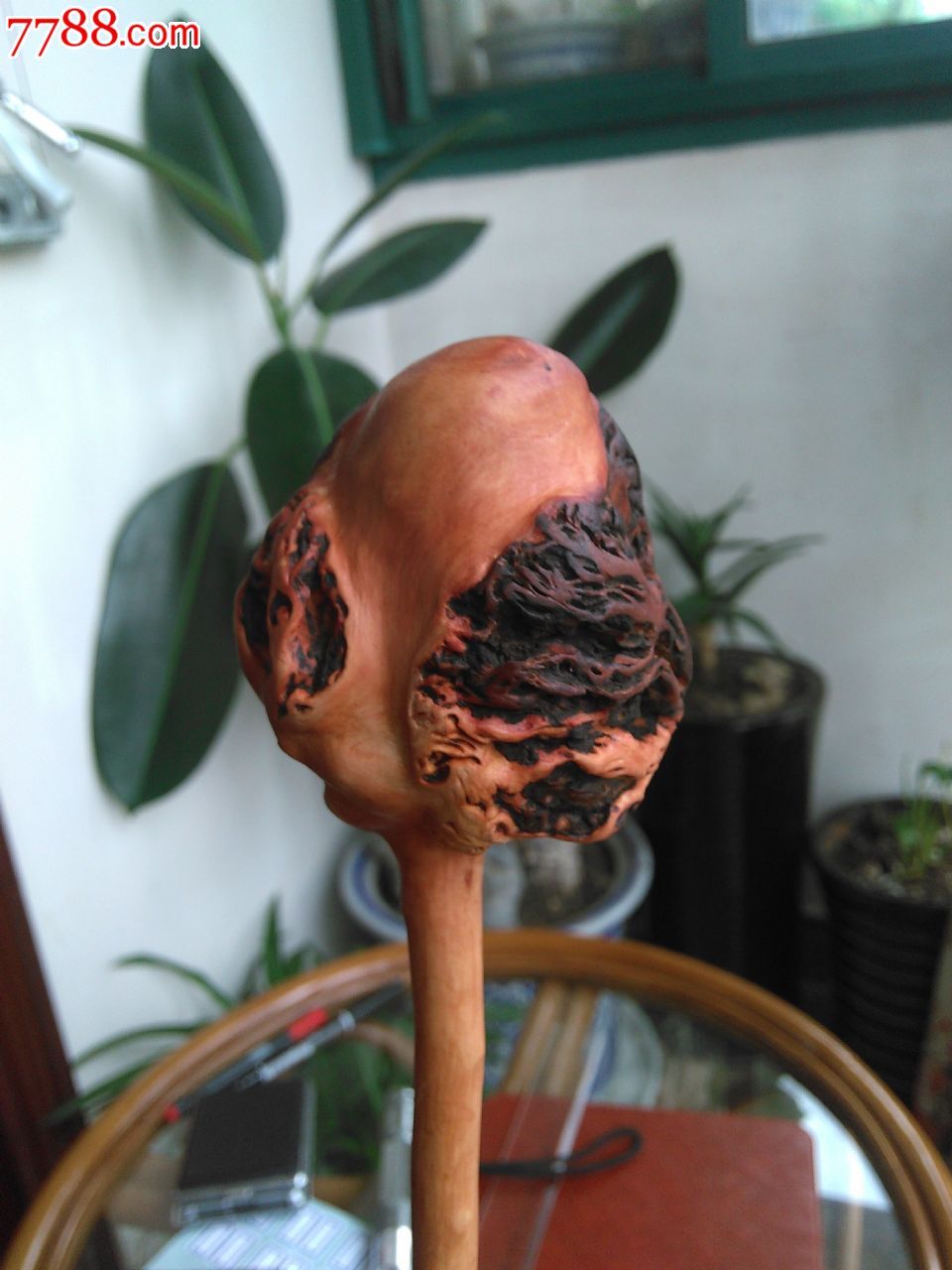 云南小石积(黑果树)根瘤背锤,纯天然健康,大自然的杰作