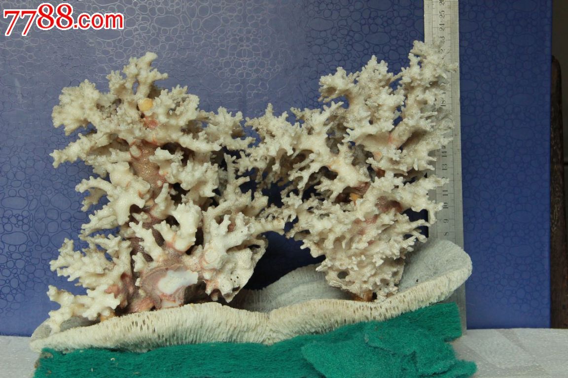 聚宝盆摇钱树白珊瑚