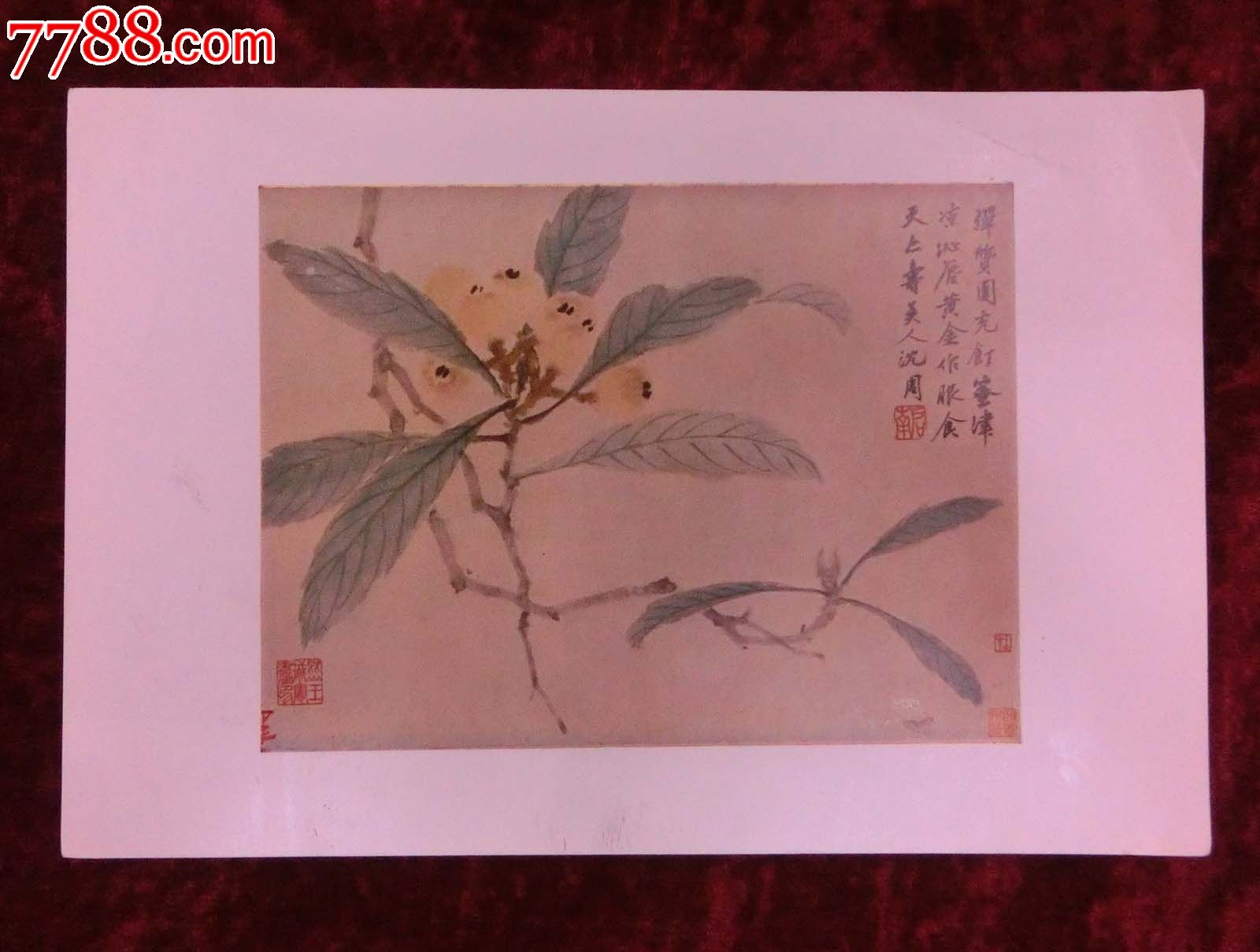 32开画页:枇杷(明代画家沈周)