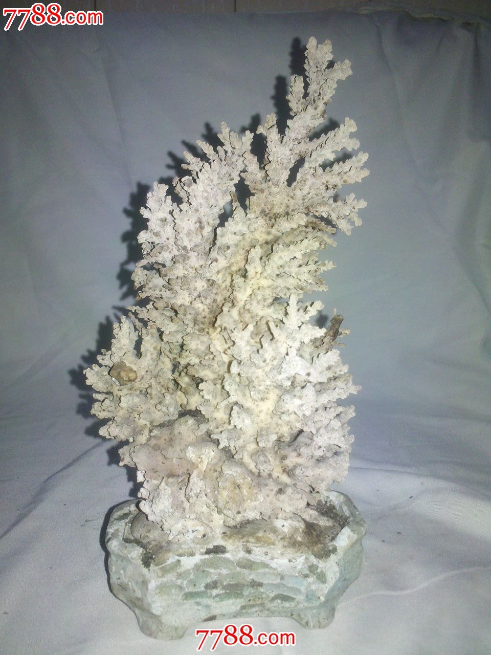极品白珊瑚化石图片
