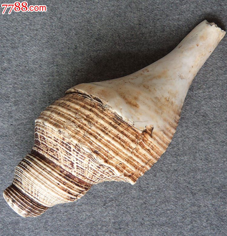 清代25厘米大海螺号角藏传佛教法螺民俗老古董古玩杂项镇宅收藏