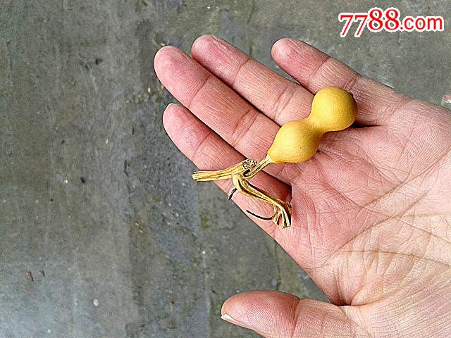 草里金带龙头手捻小葫芦