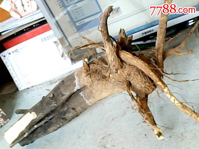干花椒树根1棵;50厘米*20厘米*6厘米重600克_天然原木_同行交流【7788