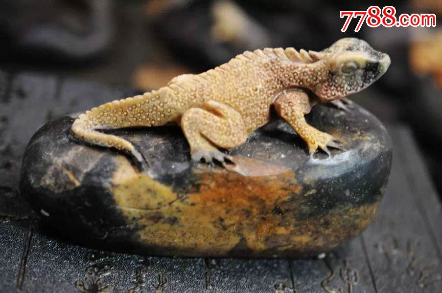 现代仙游石壁虎茶盘摆件