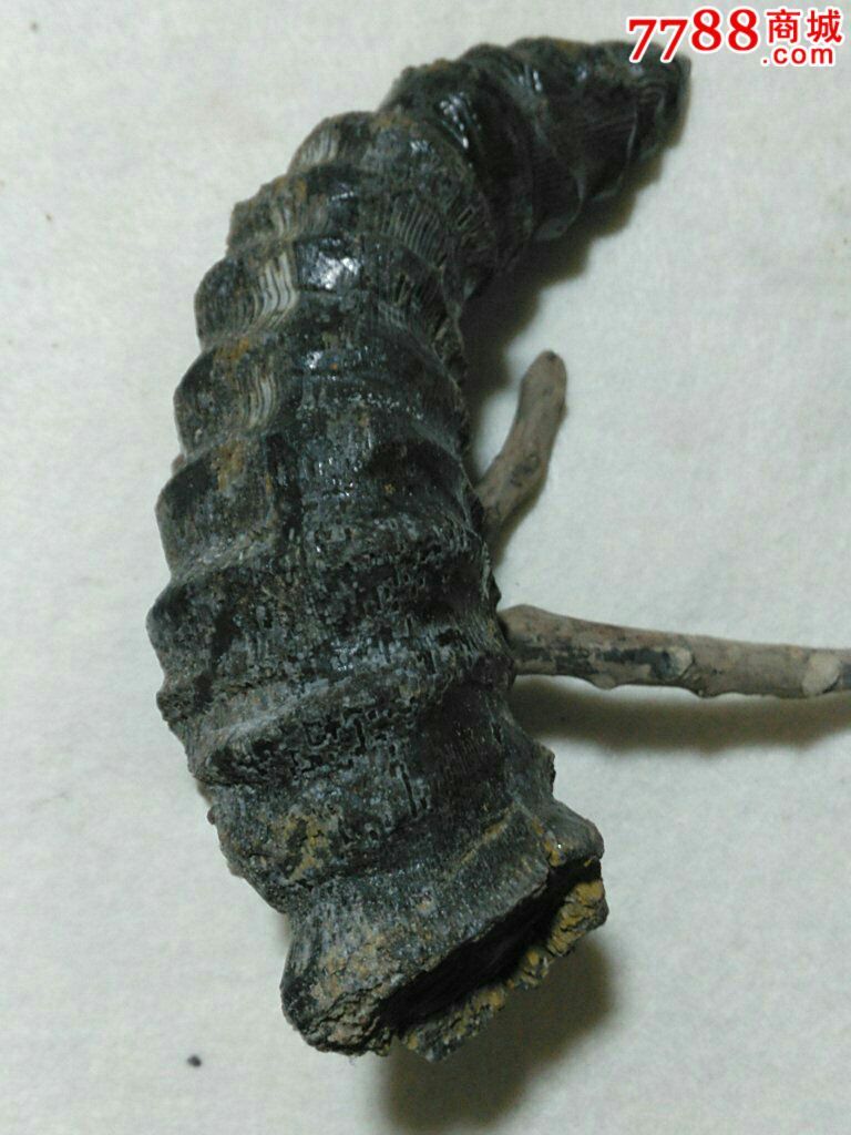 羊角化石-动植物化石-7788收藏