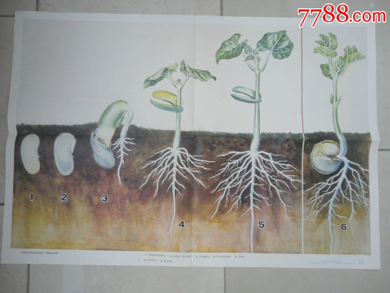 菜豆种子的萌发过程