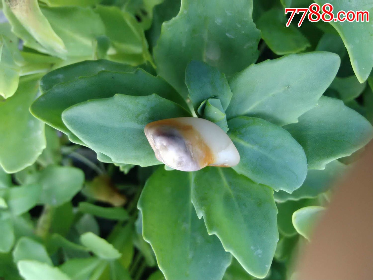 新疆和田玉桃花玉籽料天然小挂件料【by00019】