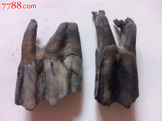 远古早期,黑龙江猛犸象*齿化石.少见4组