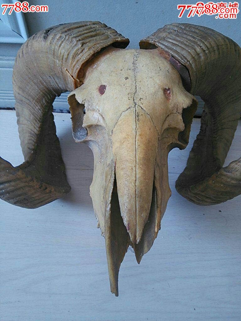 大个羊头骨-_骨雕_第6张_七七八八钱币收藏