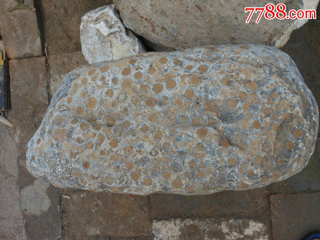 奇石原料石;晋南金钱石又名富贵石42厘米*22厘米*17厘米重约100市斤