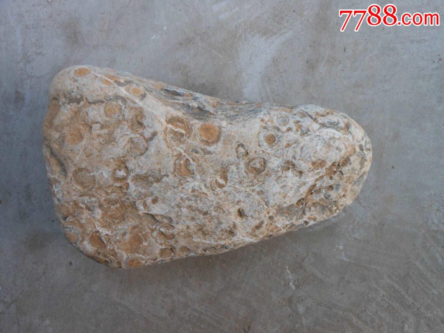 奇石原石;晋南"金钱石"毛料20厘米*13厘米*8厘米重6市斤_其他奇石
