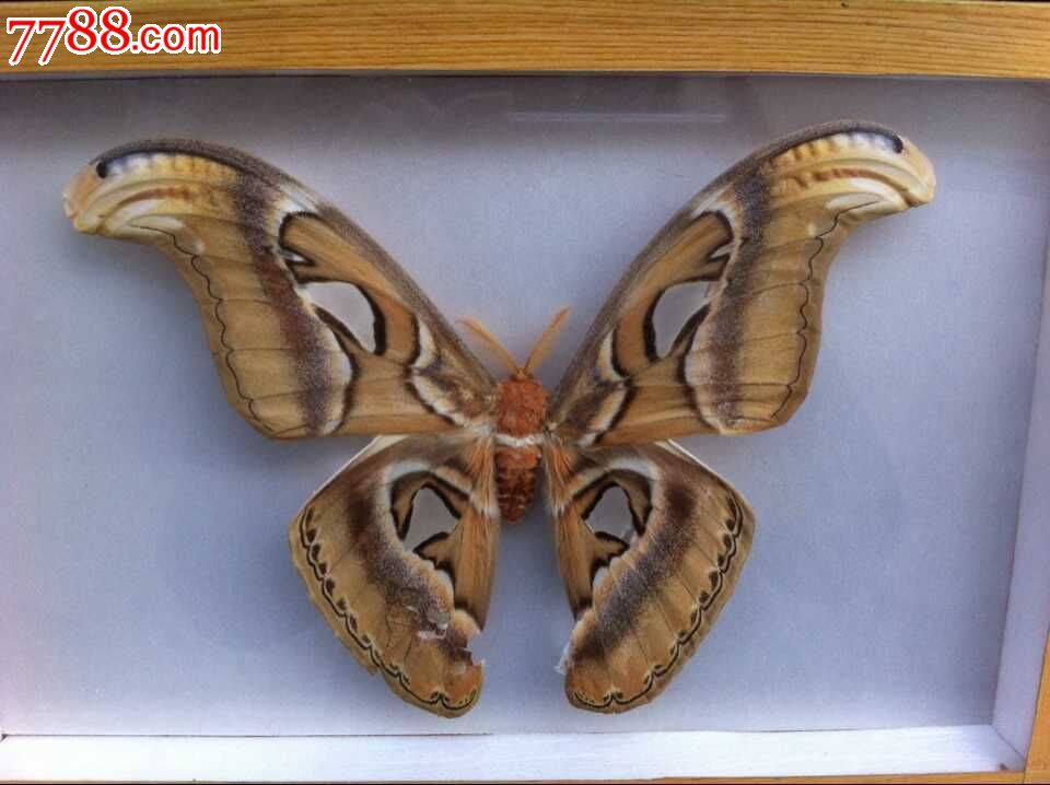 霸王蝶(虎蝶)标本,蝴蝶/昆虫标本,蝴蝶标本,年代不详,镜框装裱_第1张