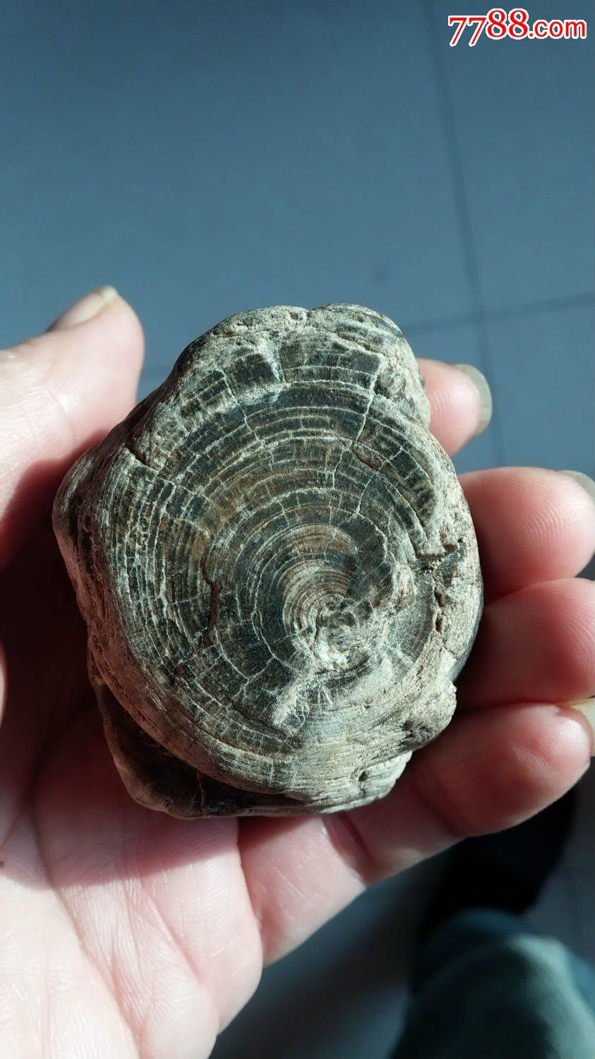 小木化石(年轮清晰)