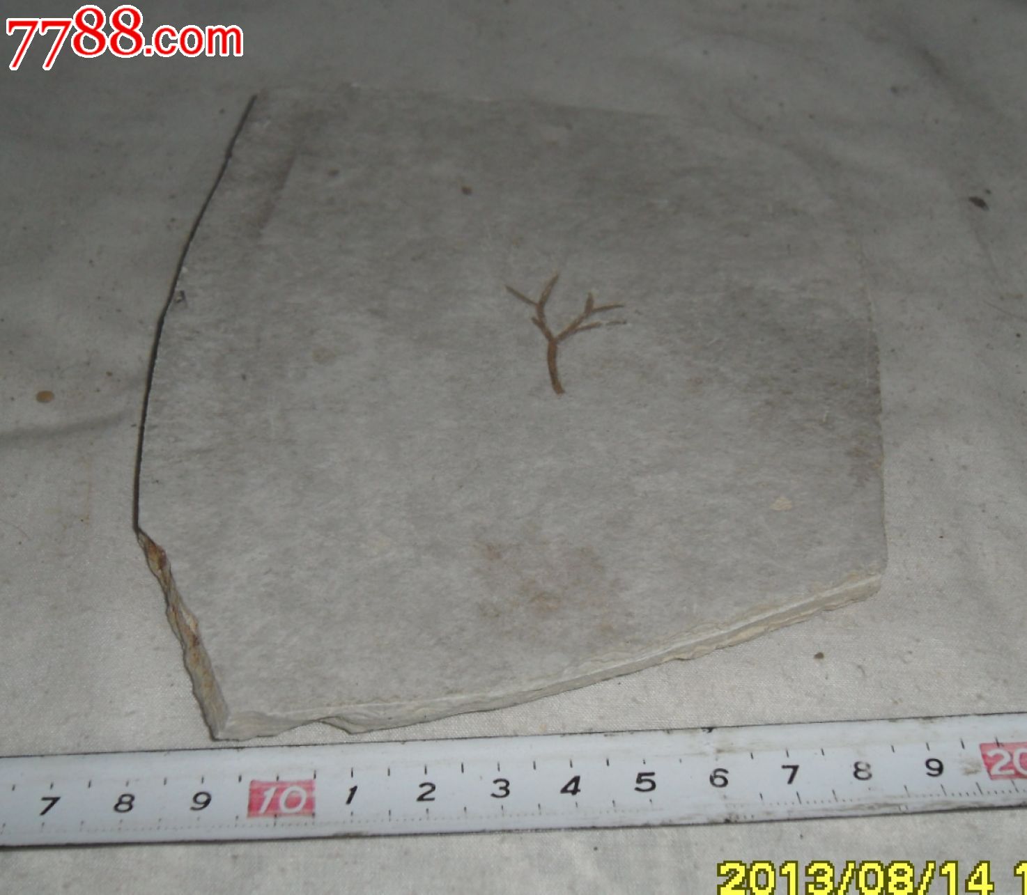 裸蕨丫型枝化石—裸蕨植物化石—古生物化石