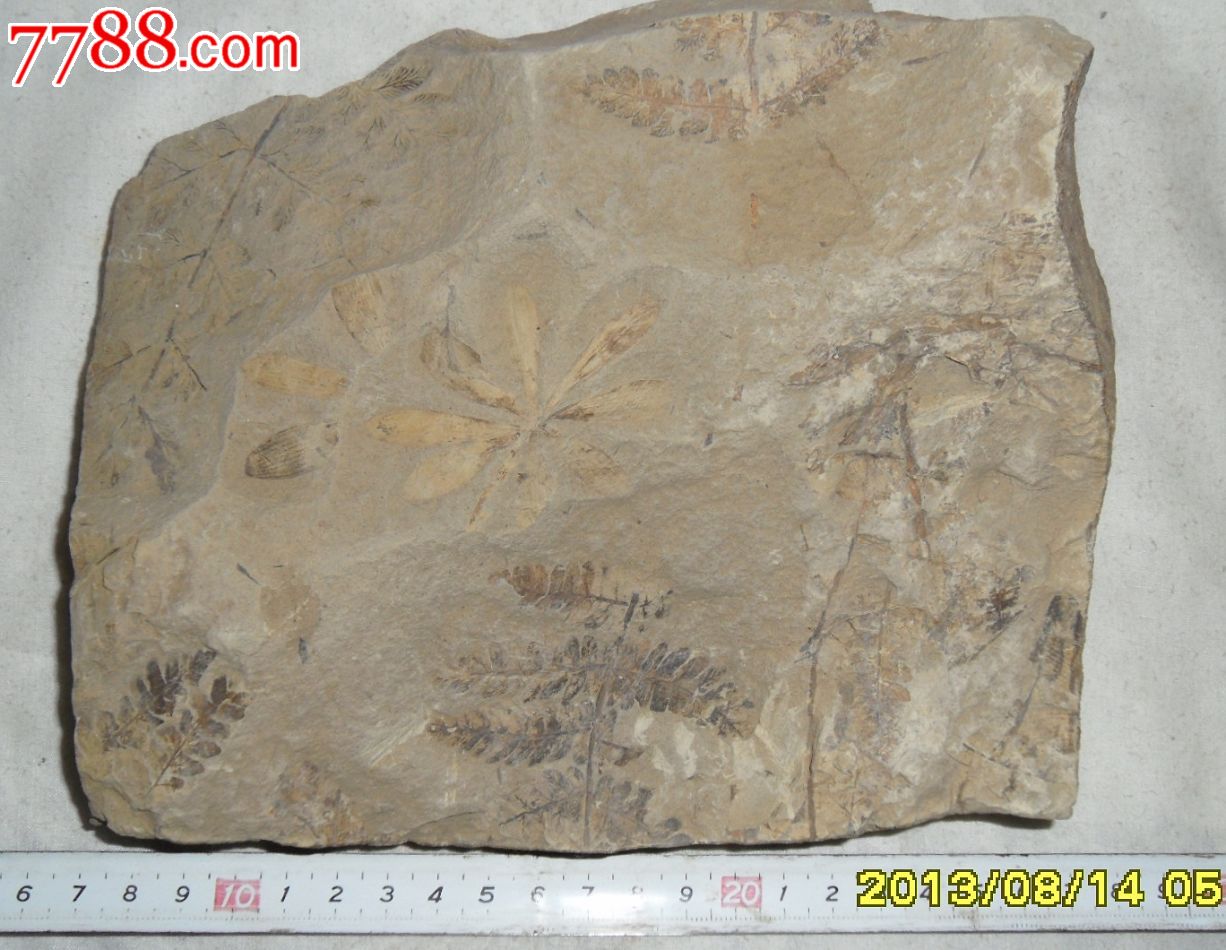 辽宁宝权叶和蕨类植物化石—植物化石—古生物化石—奇石化石