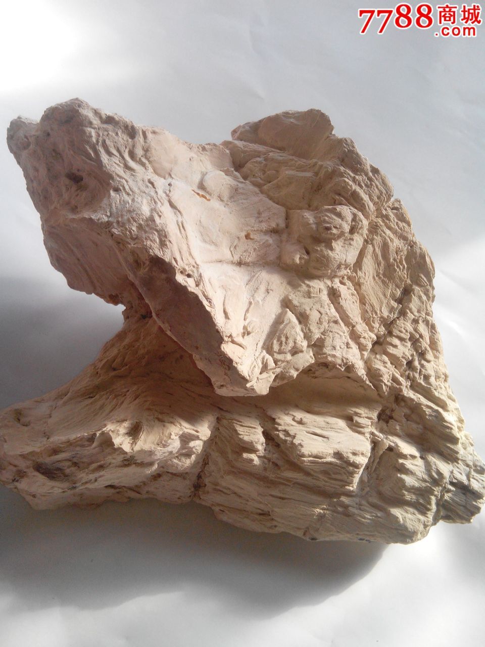 精品硅化木原石,硅化木/木化石【滦河奇石馆】_第2张_7788硅化木