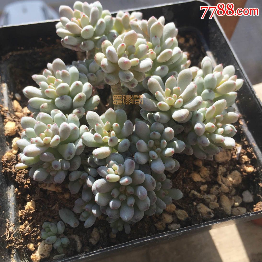 群生蓝豆老桩|多肉植物