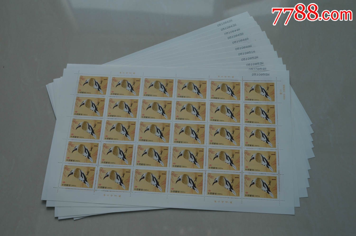 普31《中国鸟·白尾地鸦》(完整版)