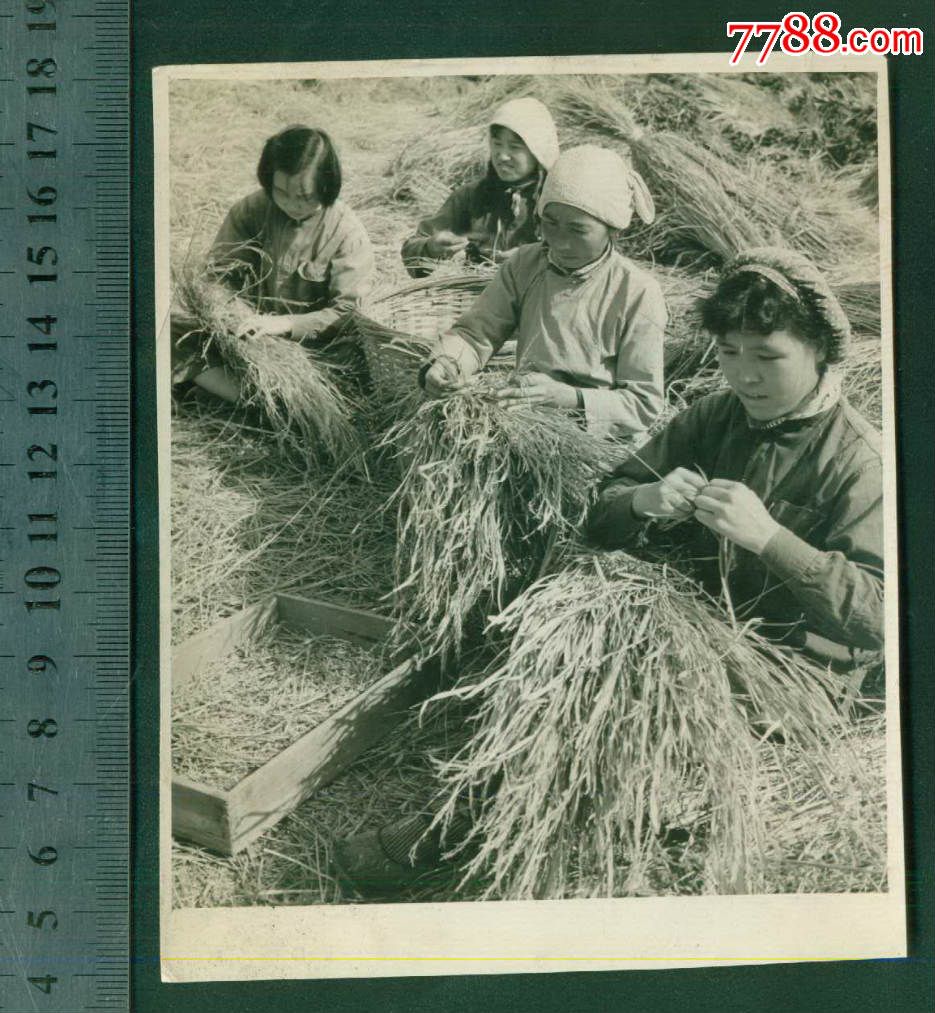 农活,大照片,12厘米-14厘米