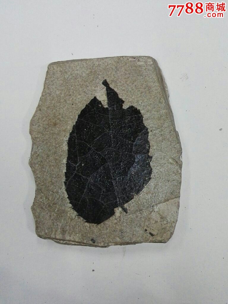 树叶化石标本