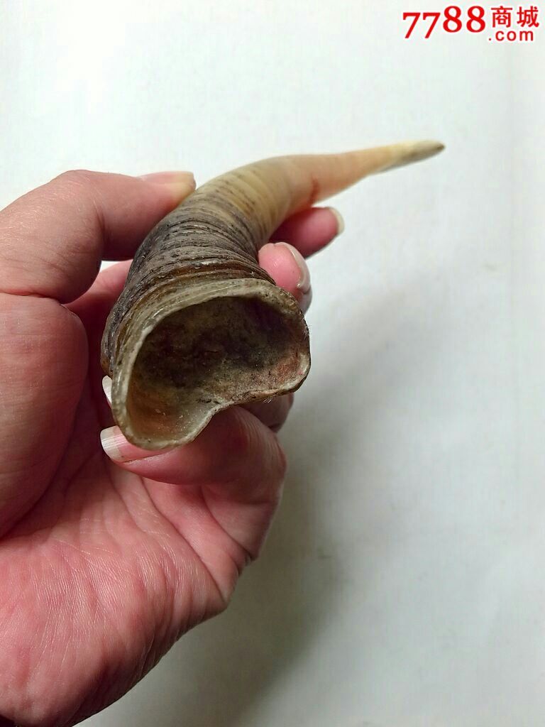 纯天然羊角纯手工打磨按摩把件.