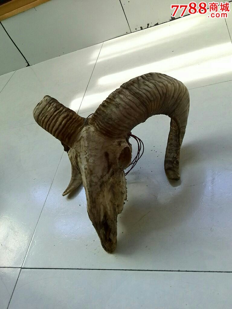 东北大绵公羊头.