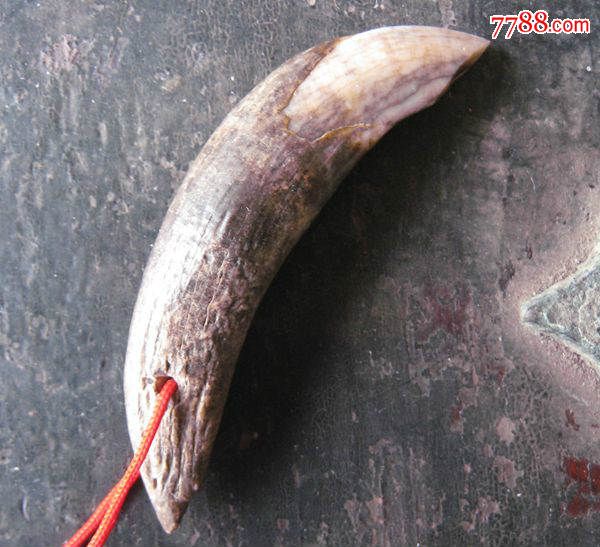 明代老狼牙长5.5厘米