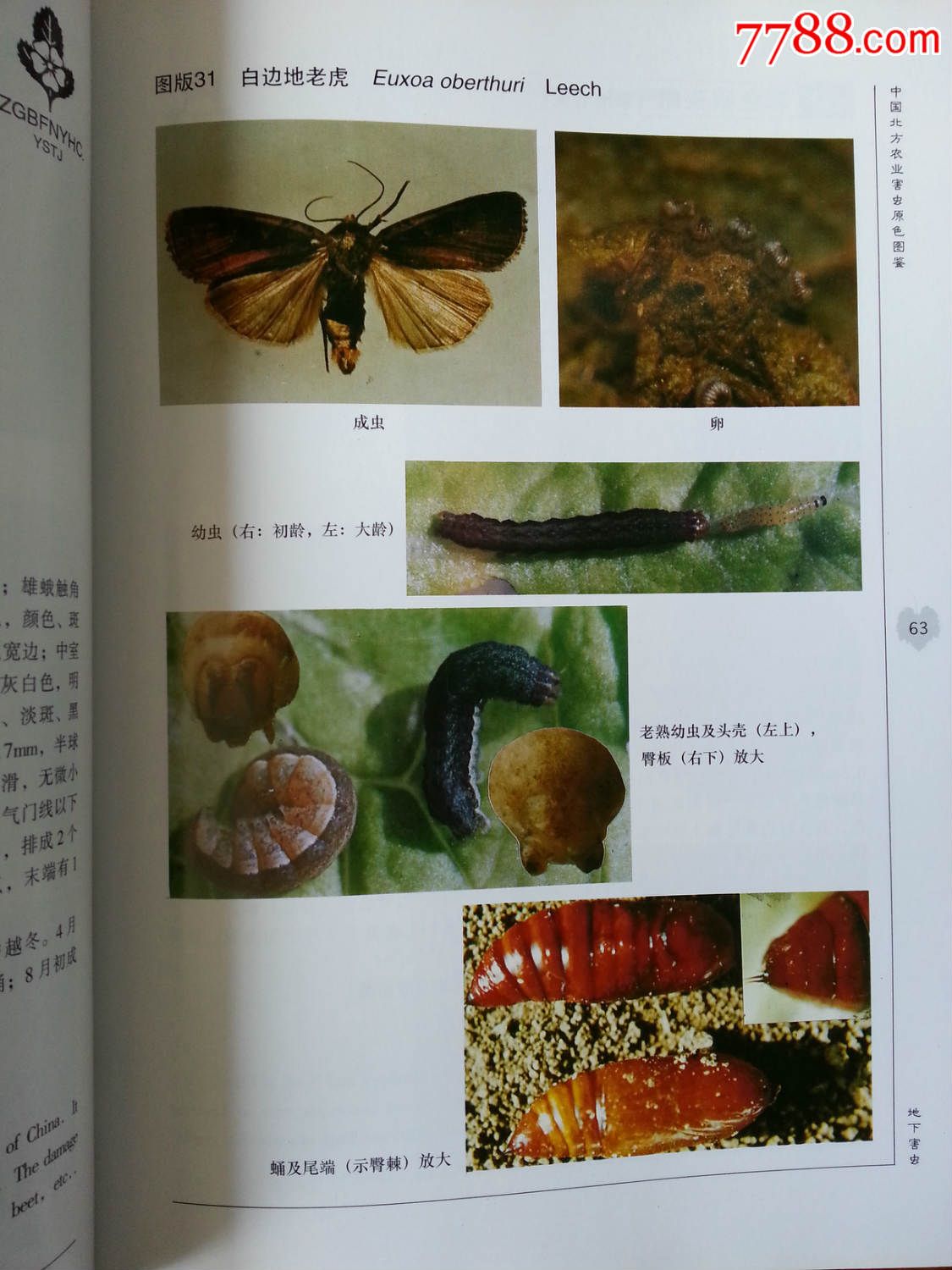 中国北方农业害虫原色图鉴