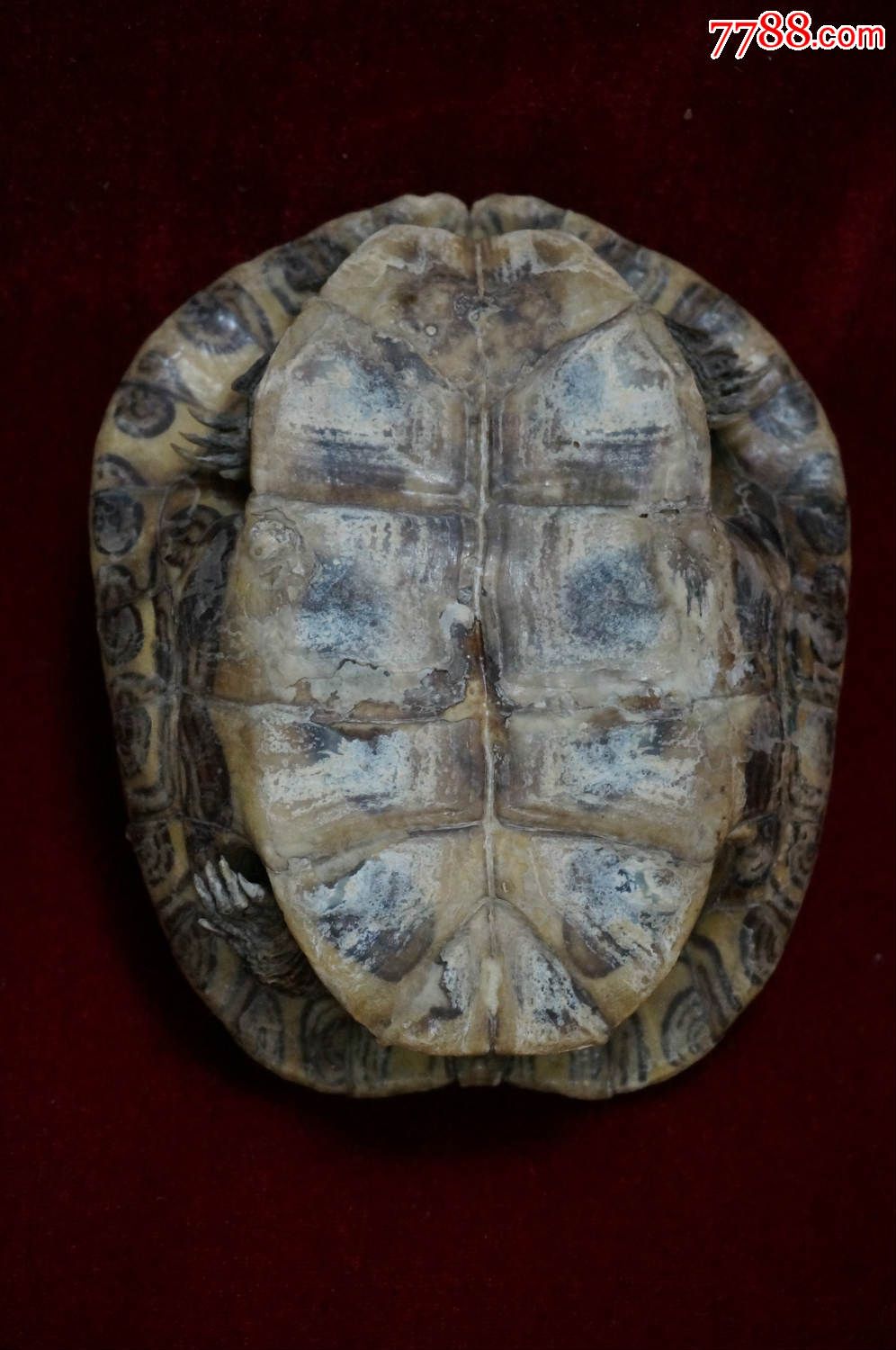 蒙山龟全甲壳【b母】