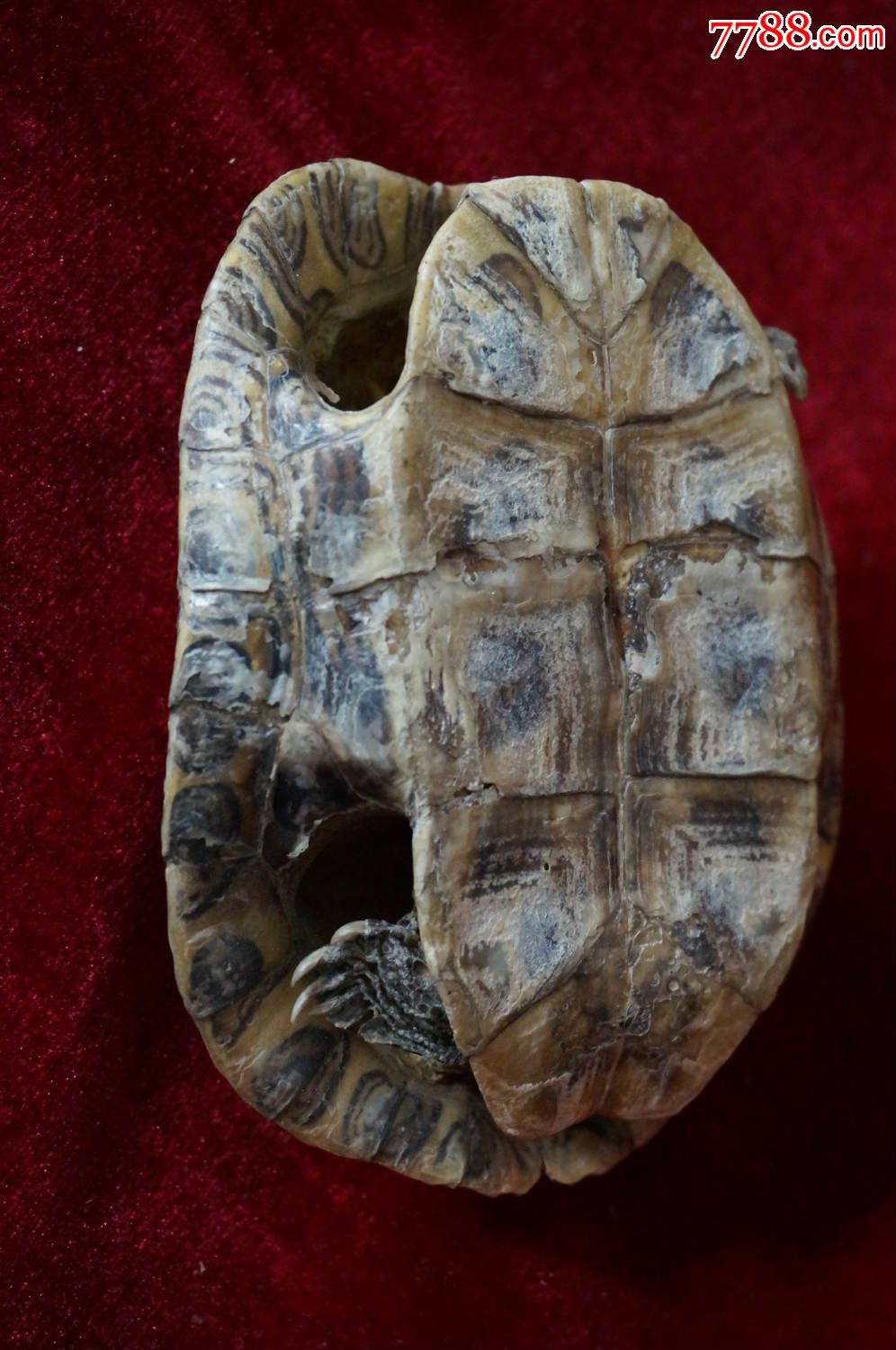 蒙山龟全甲壳【b母】