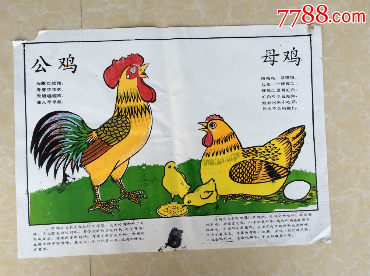 幼儿挂图母鸡公鸡