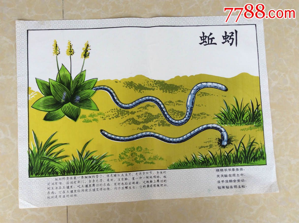 幼儿挂图【蚯蚓】_年画/宣传画_雉水阁【7788收藏__中国收藏热线】