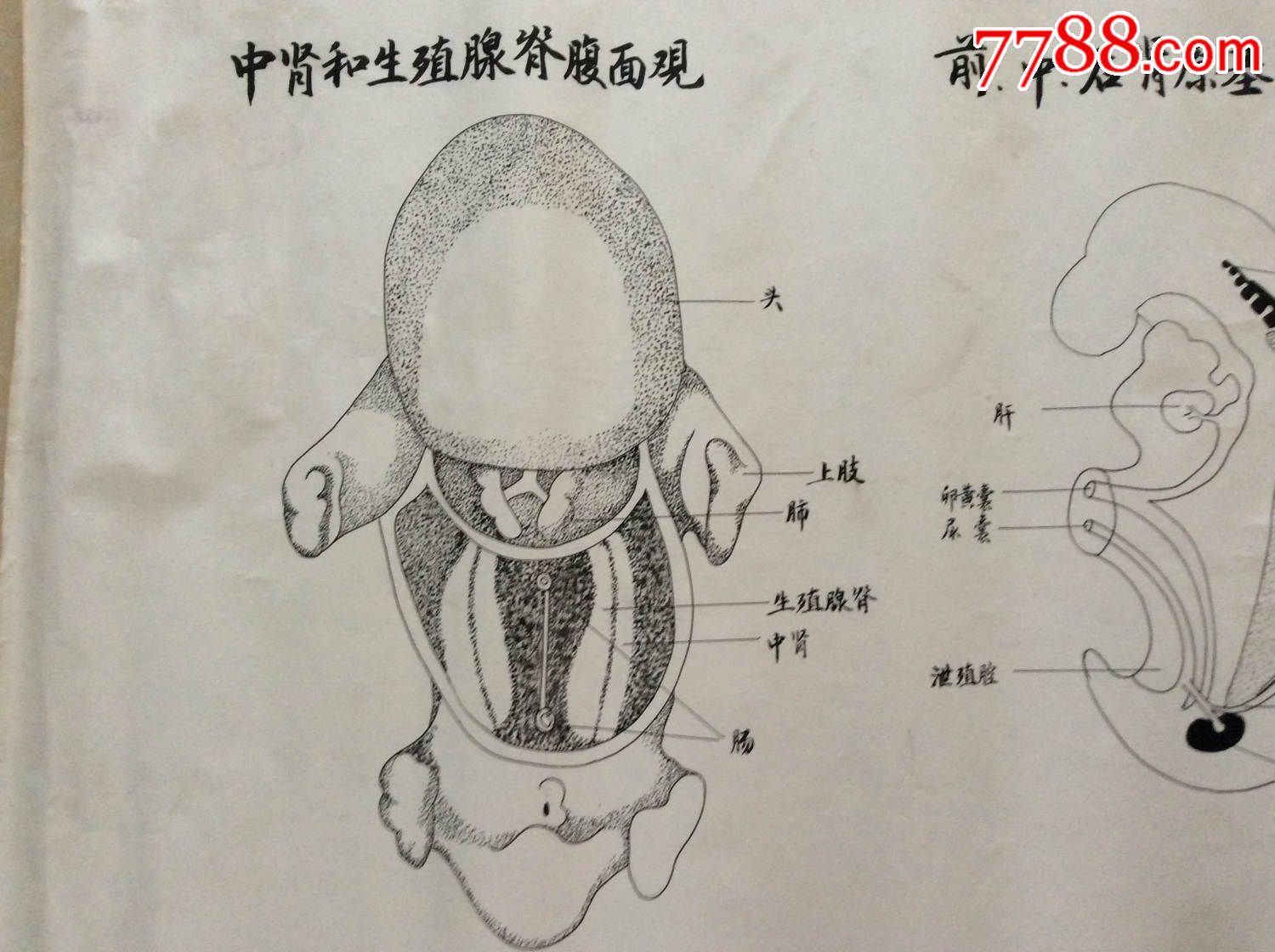 医学原手稿 中肾和生殖腺脊腹面观