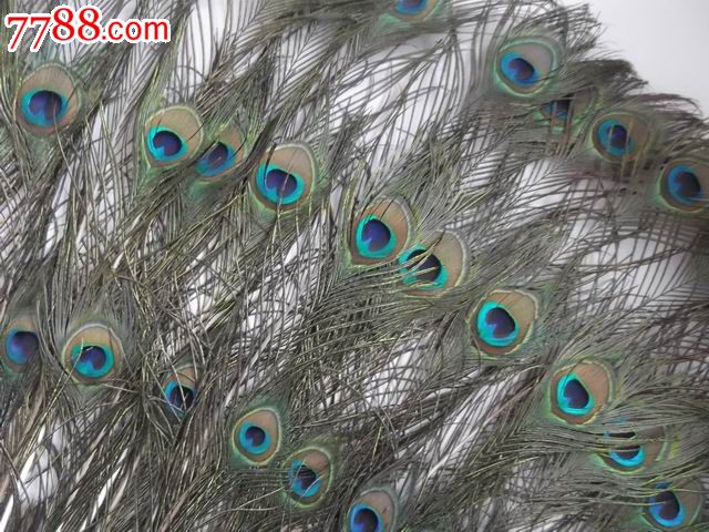 老孔雀花翎超大扇面挂画包老包真包邮