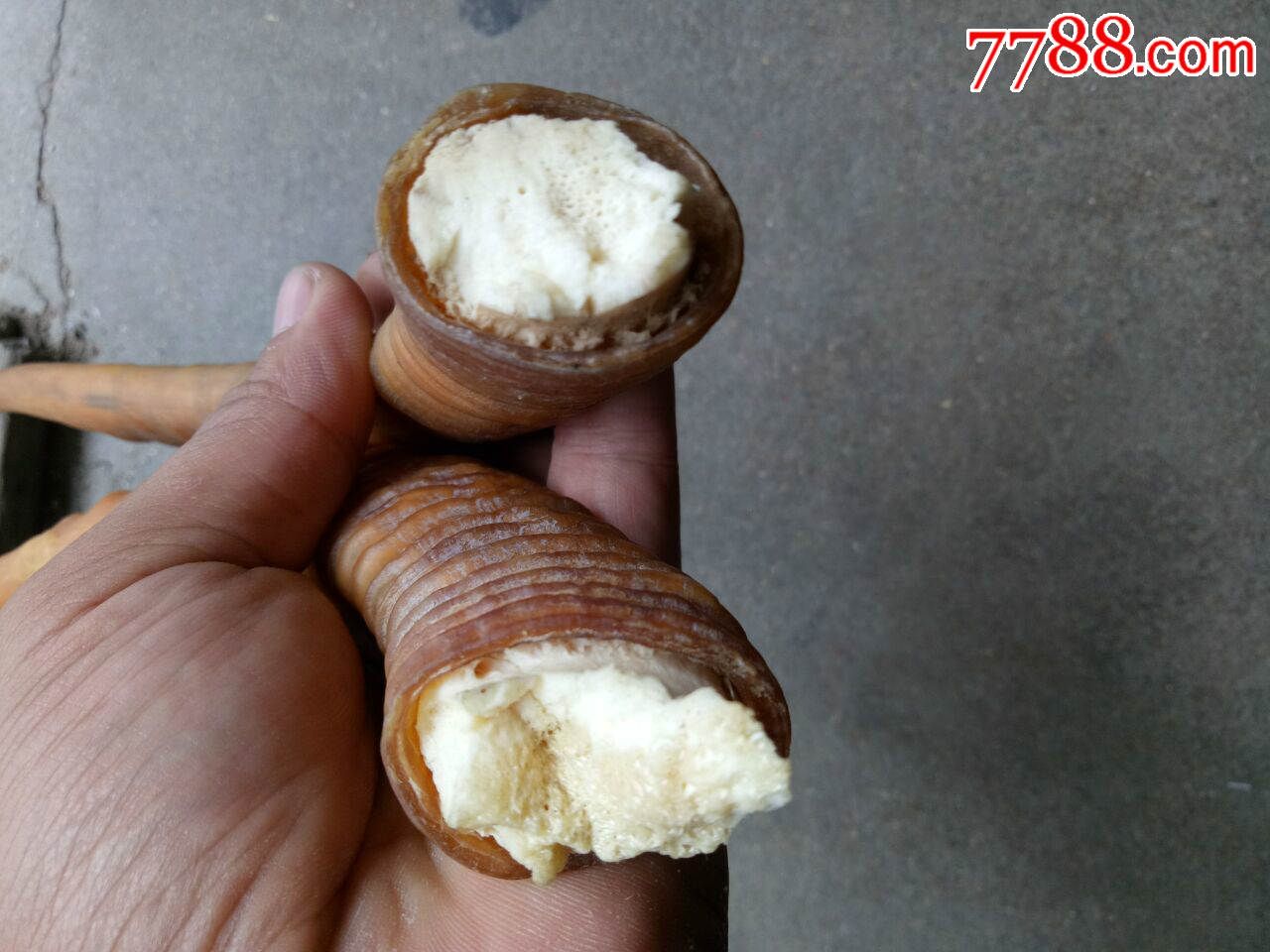 羊角一对-价格:200.0000元-se38748789-其他角制品-零售-7788收藏__中