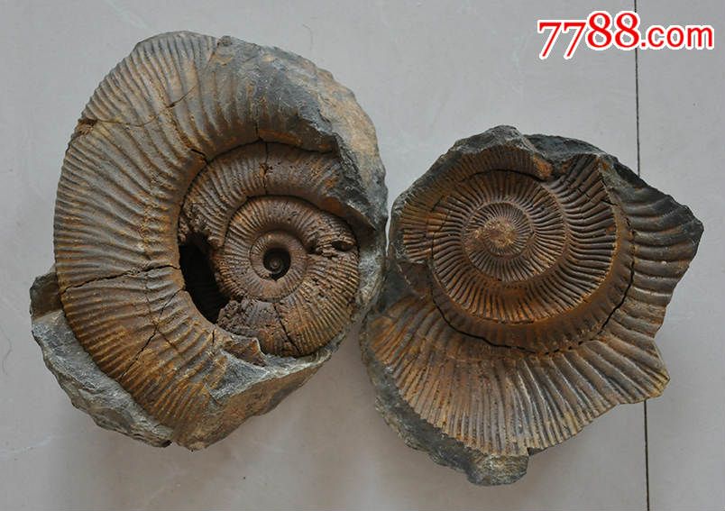 西藏珠峰海螺化石