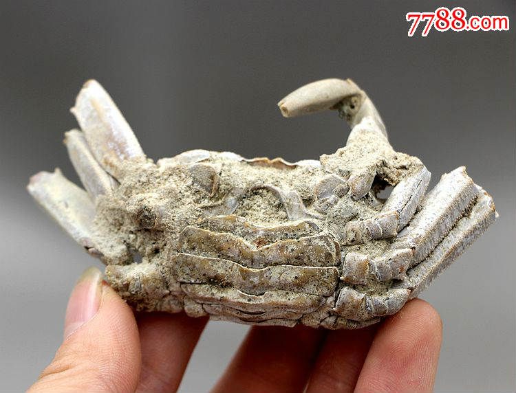 古生物化石奇石矿物晶体原石动物化石螃蟹化石原石标本03