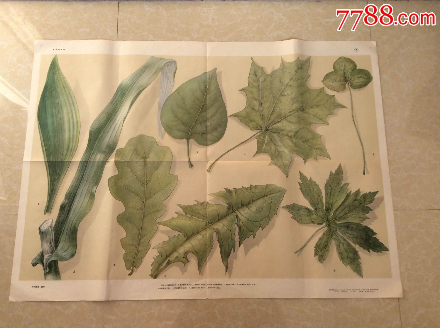 50年代精品挂图【植物的构造】——叶的类型(单叶)-价格:45.0000元-se