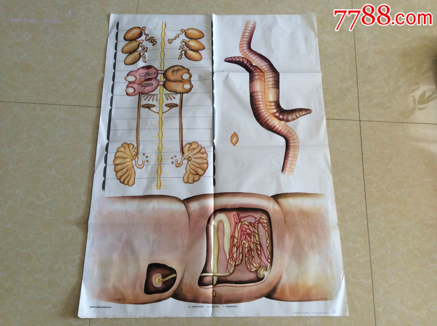 蚯蚓的生殖系统和排泄系统