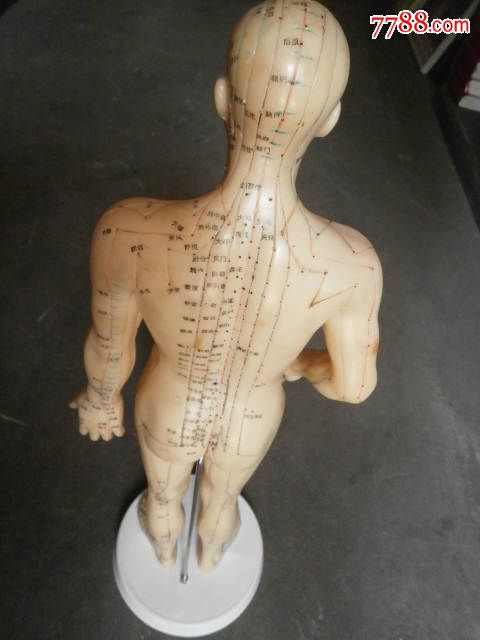 塑胶人体经络模型老标本